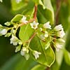Texas wildflower - Dogbane (Apocynum cannabinum)