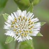 Texas wildflower - False Daisy (Eclipta prostrata)