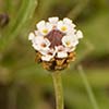 Texas wildflower - Frog Fruit (Lippia nodiflora)