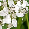 Texas wildflower - Frostweed (Verbesina virginica)