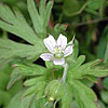 Texas wildflower - Wild Geranium (Geranium carolinianum)