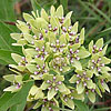 Texas wildflower - Green Milkweed (Asclepias viridis)