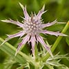 Texas wildflower - Hooker's Eryngo (Eryngium hookeri)