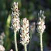 Texas wildflower - Indian Wheat (Plantago helleri)