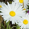 Texas wildflower - Lazy Daisy (Aphanostephus sp.)