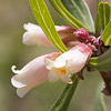 Texas wildflower - Leatherstem (Jatropha sp.)