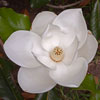 Texas wildflower - Southern Magnolia (Magnolia grandiflora)