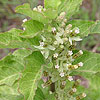 Texas wildflower - Milkweed (Asclepias oenotheroides)