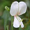 Texas wildflower - Multibloom Tephrosia (Tephrosia onobrychoides)