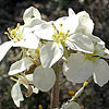 Texas wildflower - Bi-Color Mustard (Dimorphocarpa wislizeni)