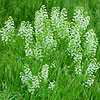 Texas wildflower - Pepper Grass (Lepidium virginicum)