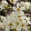 Texas wildflower - Mexican Plum (Prunus mexicana)