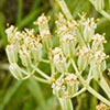 Texas wildflower - Prairie Plantain (Arnoglossum plantagineum)