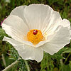 Texas wildflower - Prickly Poppy (Argemone albiflora)