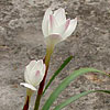 Texas wildflower - Rain-Lily (Cooperia pedunculata)