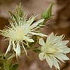 Texas wildflower - Sand Lily