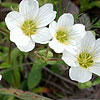 Texas wildflower - Sandwort (Minuartia Drummondii)