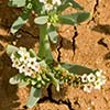 Texas wildflower - Seaside Heliotrope (Heliotropium curassavicum)
