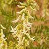 Texas wildflower - Silky Sophora (Sophora nuttalliana)