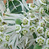 Texas wildflower - Snow-on-the-Mountain (Euphorbia marginata)