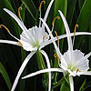 Texas wildflower - Spider Lily (Hymenocallis liriosme)