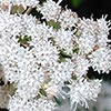 Texas wildflower - Shrubby Boneset (Ageratina havanensis)