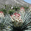 Texas wildflower - Torrey Yucca (Yucca torreyi)
