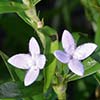 Texas wildflower - Virginia Buttonweed (Thalictrum dasycarpum)
