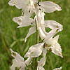 Texas wildflower - Prairie Larkspur (Delphinium carolinianum)