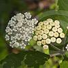 Texas wildflower - White-flowered Milkweed (Asclepias variegata)