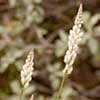 Texas wildflower - White Milkwort (Polygala alba)