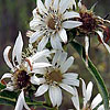 Texas wildflower - White Rosin-weed (Silphium albiflorum)