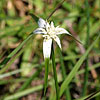 Texas wildflower - White-top Sedge (Rhynchospora colorata)