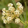 Texas wildflower - Whorled Milkweed (Asclepias verticillata)