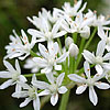 Texas wildflower - Wild Onion (Allium canadense)