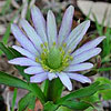 Texas wildflower - Wind-flower (Anemone heterophylla)
