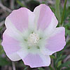 Texas wildflower - Winecup