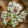 Texas wildflower - Woolly-White