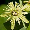 Texas wildflower - Yellow Passionflower (Passiflora lutea)