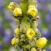 Texas wildflower - Common Mullein (Verbascum Thapsus)