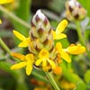Texas wildflower - Dwarf Dalea (Dalea nana)