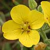 Texas wildflower - Low Bladderpod (Lesquerella densiflora)