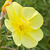 Texas wildflower - Showy Evening Primrose (Oenothera grandis)