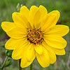 Texas wildflower - Simpson Rosinweed (Silphium Simpsonii)