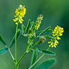 Texas wildflower - Sour Clover (Melilotus indicus)
