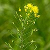 Texas wildflower - Tansy Mustard (Descurainia pinnata)