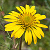 Texas wildflower - Showy Nerveray (Tetragonotheca repanda)