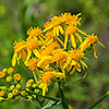 Texas wildflower - Texas Groundsel (Senecio Ampullaceus)