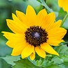 Texas wildflower - Texas Sunflower (Helianthus praecox)