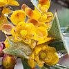 Texas wildflower - Agarita (Berberis trifoliolata)